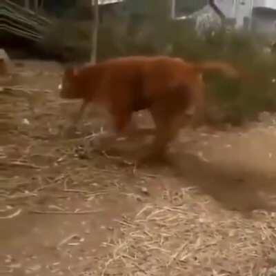 Cows on back legs while their fronts are doing some roadrunner shit is gonna be in my nightmares tonight