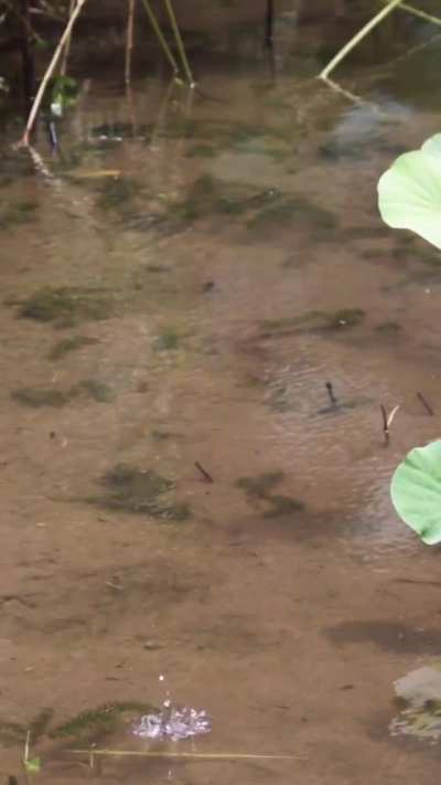 Dragonflies perform an amazing stunt so quickly most people never see it.