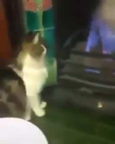 Poor cat meets fire.