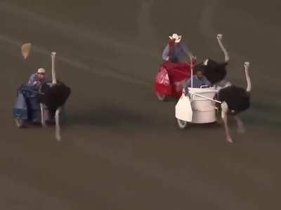 Thanks, I hate Ostrich racing