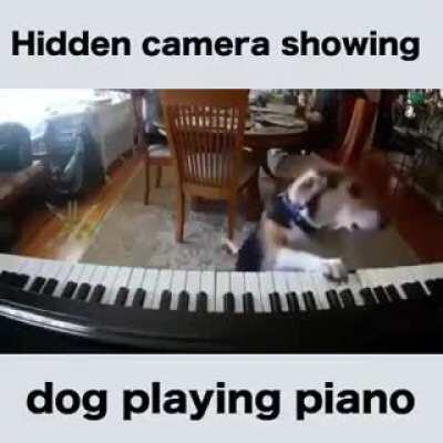 Собачий вальс