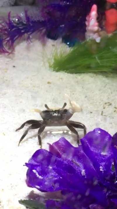 My fiddler crab challenged me to a dance-off