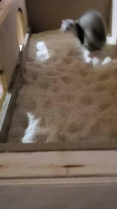 I decided the plastic tote wasn't a big enough place to play and built a 4x2 rice bin for them to play in. This is Henry being very Henry.