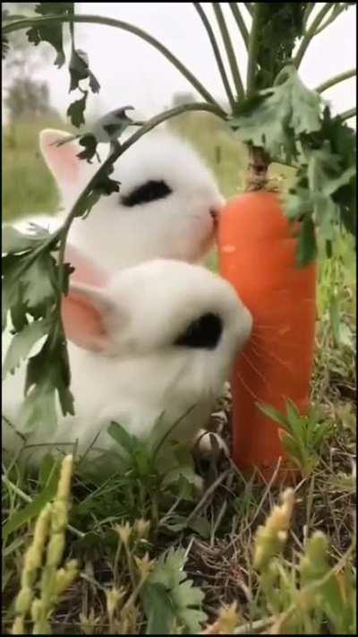 I Could Watch This All Day They are So Cute.