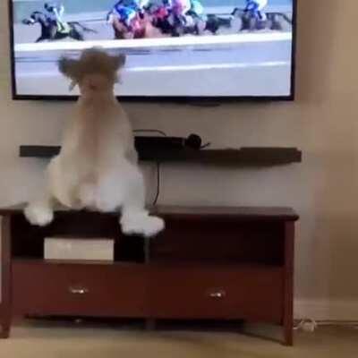 Very involved audience