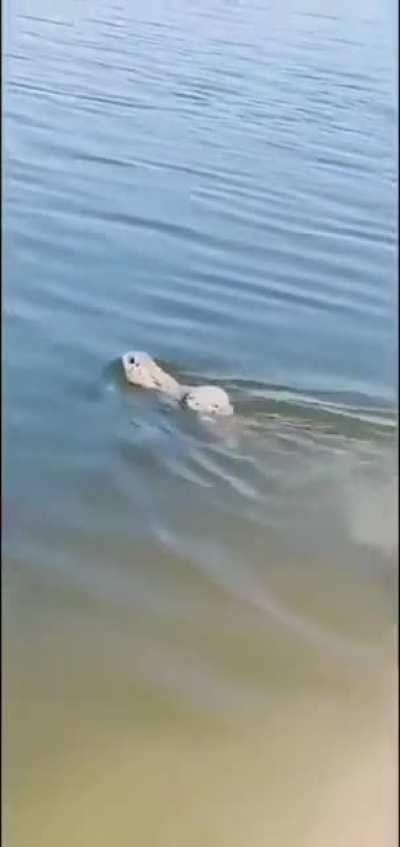 Just learned that rabbits can swim. Their ears go into swim mode when they do.