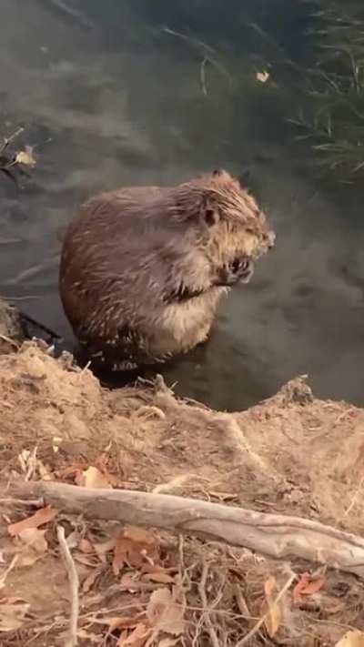 Just a beaver taking a bath