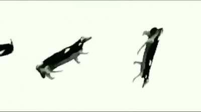 It's been a while since I last saw Polish Cow on r/Yurop. Feel free to take a break here from all the politics.