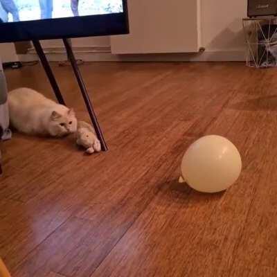 Cat vs. Balloon