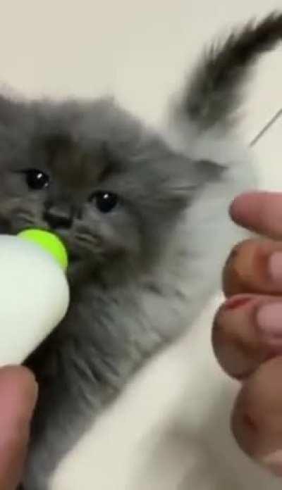 CUTE KITTEN EARS😍😍😍