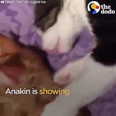 2-Legged Cat Gets A Brother Just Like Him