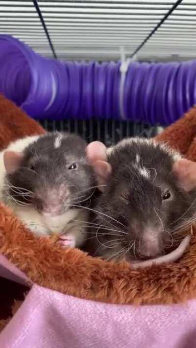 Just a couple of lads chilling