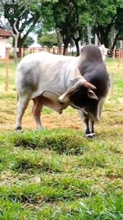 to properly scratch those nuts