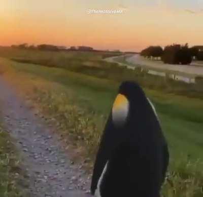 Trying this again. Need help finding this meme song. I know it's from some sort of anime, but I can remember the name of it. Remember the name was 