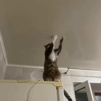 Nadie: El gato electricista no existe.                                                           El gato electricista...