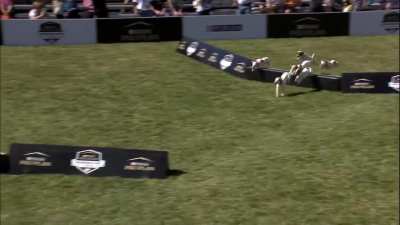 Jack Russell Hurdle Racing