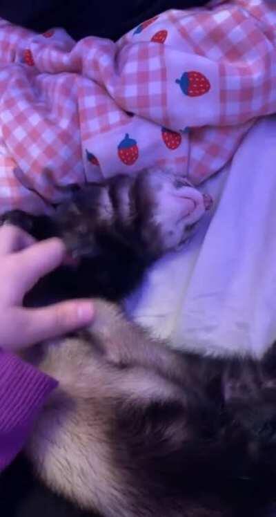 Sleepy moose.. he got to play in a pit full of snow and he’s all out of energy now