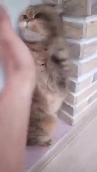 KuNg Fu CaT sAvAgElY aTtAcKeD bY hOmE iNvAdEr