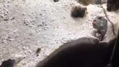 Two asshole neighbors that know exactly what they are doing