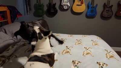 Just some hippo play to start the morning