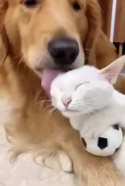 Doggo and his little kitty.