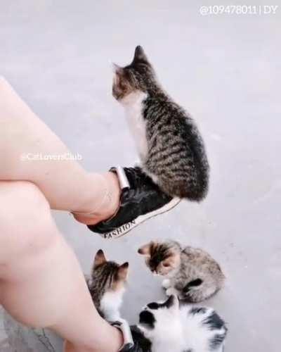 this is my life meow