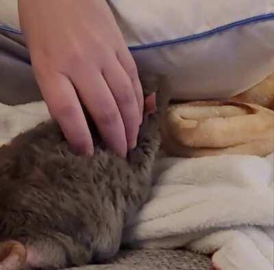 Cornelius just enjoying pets