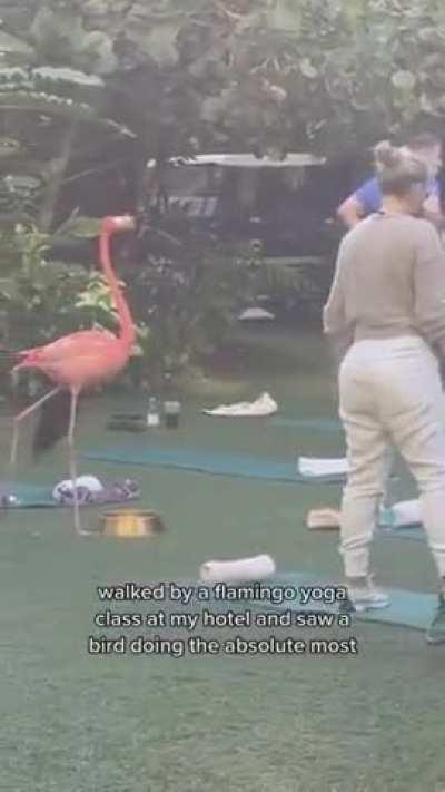 flamingo at a yoga class at Baha Mar Resort in Nassau, Bahamas..