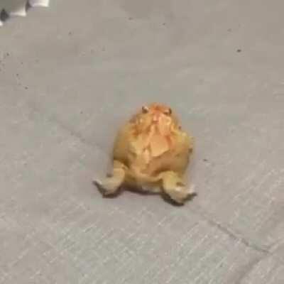 Bufos safado 😈 rebolando a raba 😏🍑 gostosinho 😋 (+18) [meme roubado desse arrombado ai u/VoltoliniDoMorrinho]