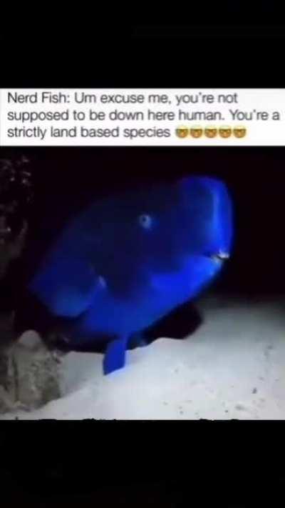 I hate that fish