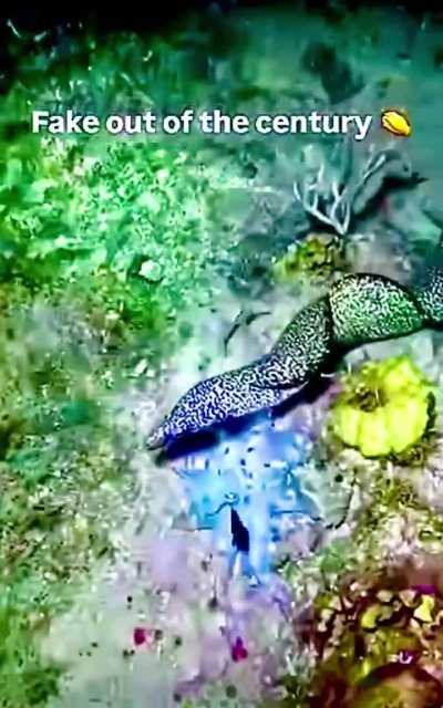 Octopus outsmarts Eel with the old smoke screen trick