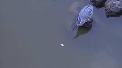 Bird luring a small fish using bait.