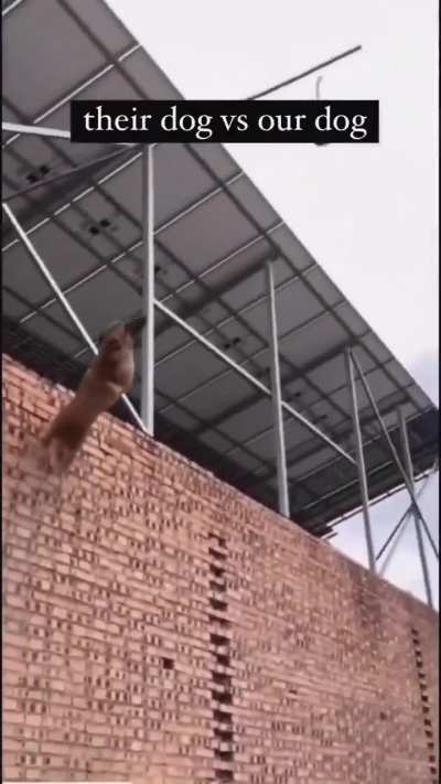 There are 2 types of dog. 😂😂