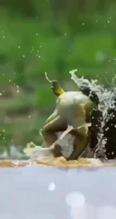 🔥 Battle of the Toads 🐸