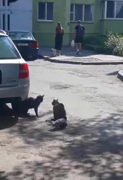 Just a bird escalating the situation