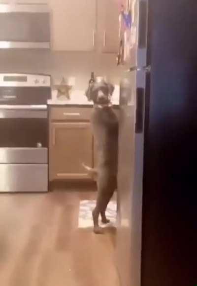 Just a dog doing dog stuff