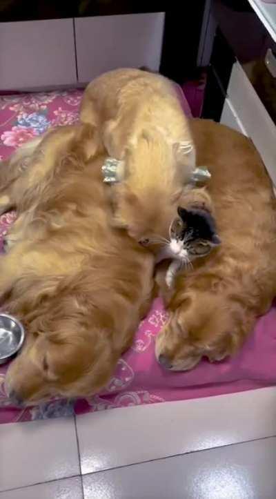 Cat with his cuddle buddies!