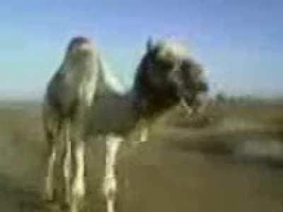 Funny camel video