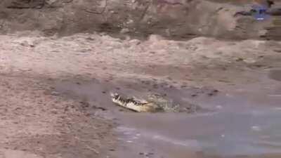 Reflex of an antelope in dodging a crocodile attack