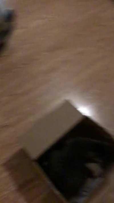 Follow up post of my cat koda, who loves being pulled in his box