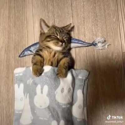 Cute cattos wish for you to have a good day ahead rule