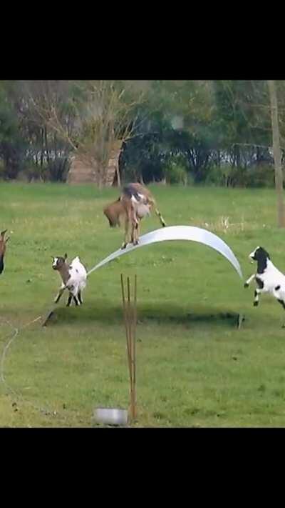 Bunch of goats playing
