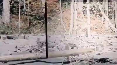 Somebody stabilized the Bigfoot vid from way back when