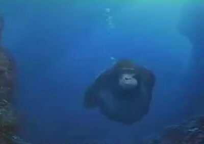 He will find the ocean bannana