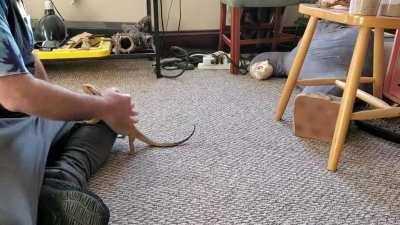 I 💚 my Australian scalehound. Good doggo.