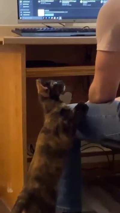 Cat. Pet the damn Cat.