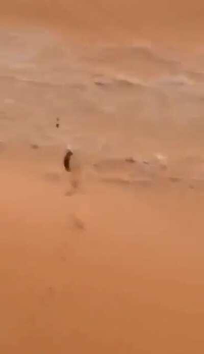 Drone footage of 2 hunting dogs chasing a rabbit. The rabbit's evasionary tactics & maneuvering skills are simply breathtaking.