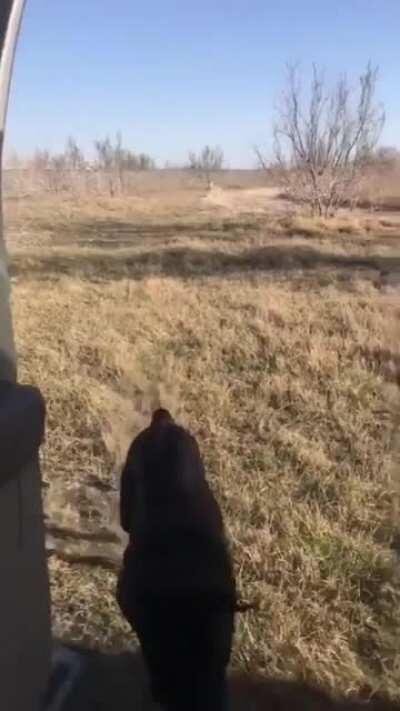 hUsKy StAmPeDe CrUsHeS cAmErAmAn To DeAtH