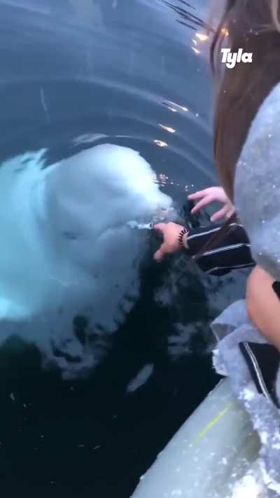 Beluga whale returns a girl's phone which accidentally fell into the water