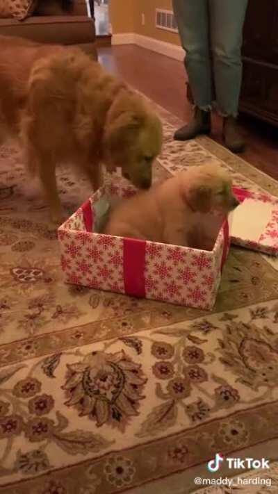 Christmas came early 🥺